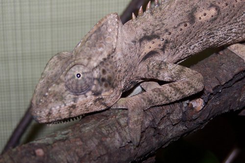 chameleon2.jpg