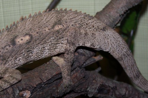 chameleon3.jpg