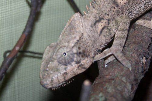 chameleon4.jpg