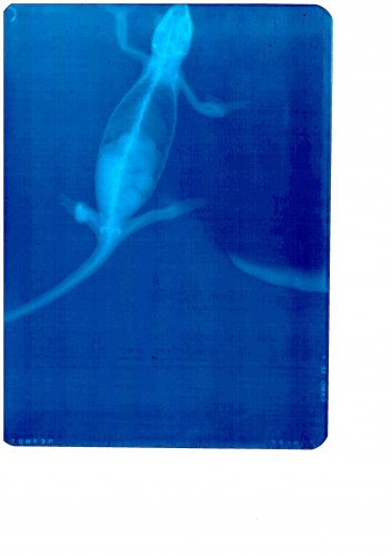 scan2.jpg