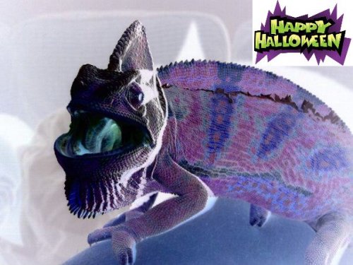 halloween.jpg