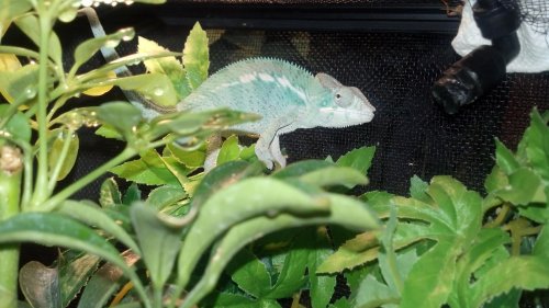 bluebeast4.jpg
