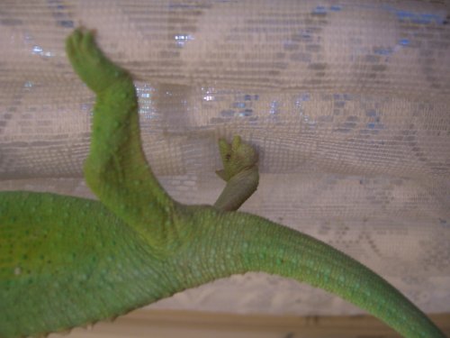 CIMG8544 (640x480).jpg