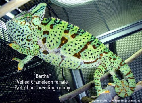 Bertha%20-%201.jpg