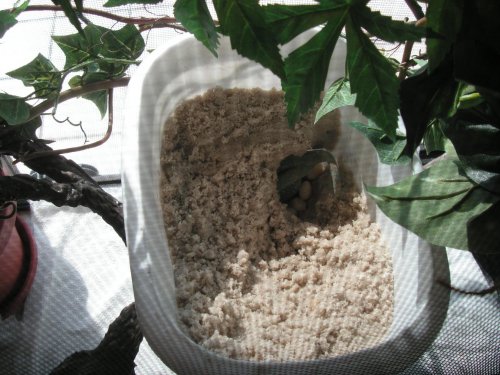 laying while digging1.jpg