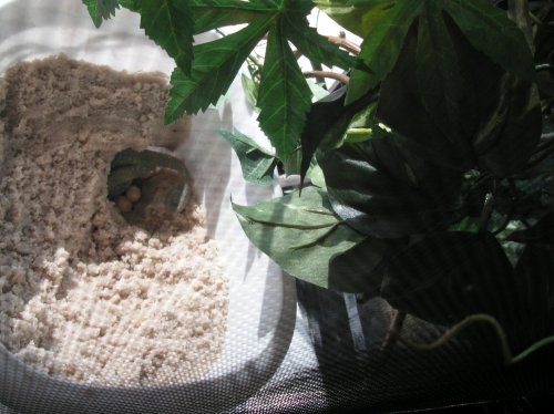 laying while digging2.jpg