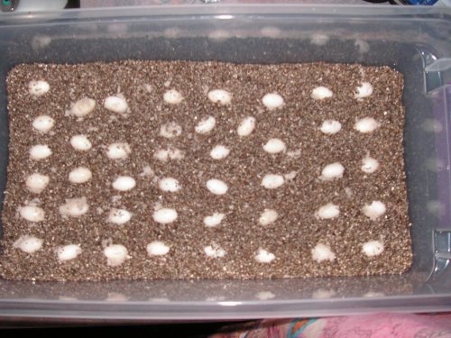 eggs.jpg