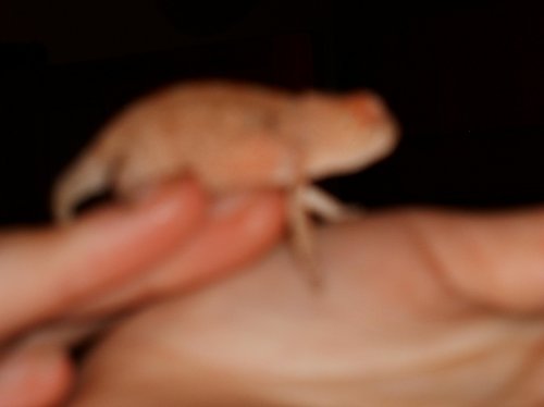 chameleons 002.jpg chameleons 002.jpg