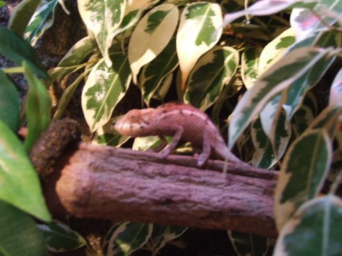 chameleons 005.jpg