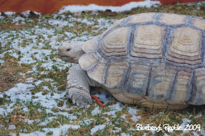 Snow2.jpg