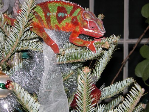 Thax in tree 2.jpg