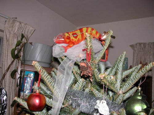 Thax in tree 8.jpg