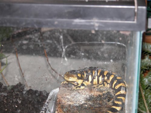 Sally Mander Dec 2008.jpg