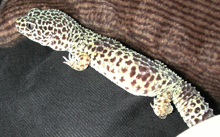 Small Rex.jpg