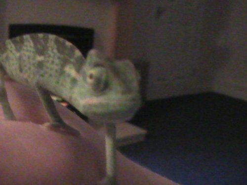 Little Gizzy 8 weeks 01 14,12,08.JPG