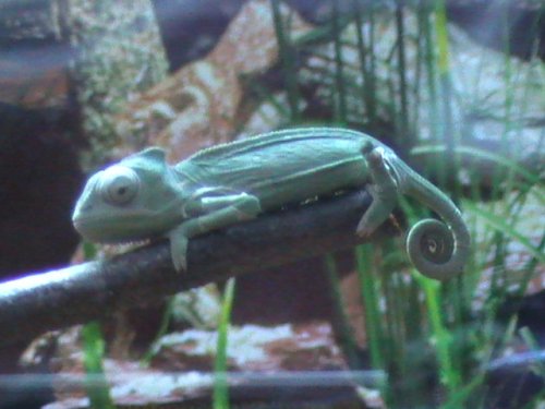 Gizmo @ 6 Weeks 2,12,2008 002.JPG