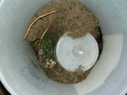 EggLayingBucket.jpg