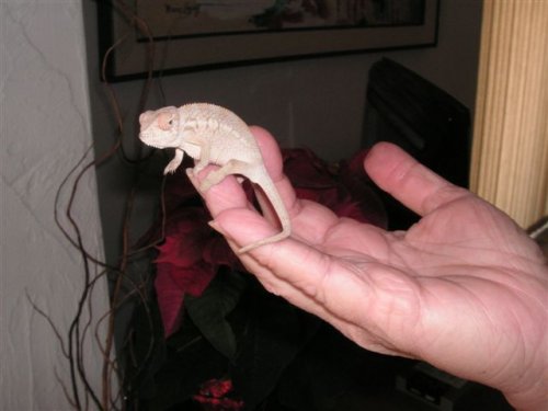 Rosie by pointsettia.JPG