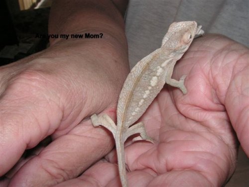 Rosie on my hand.JPG