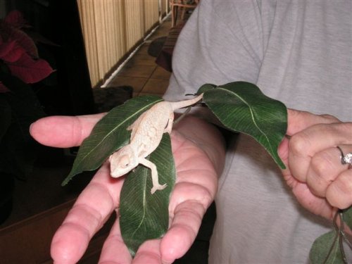 Rosie on leaves.JPG