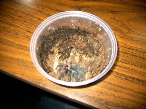 a. avic abdomen.JPG