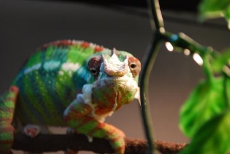 December 2008 075 compressed.jpg