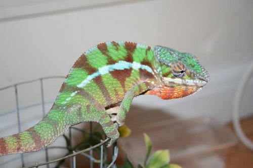 panther pictures 005.jpg