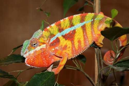 panther pictures 027.jpg