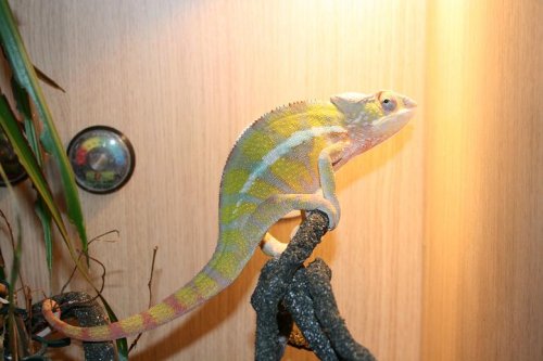 panther pictures 057.jpg