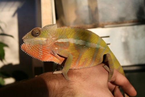 panther pictures 061.jpg