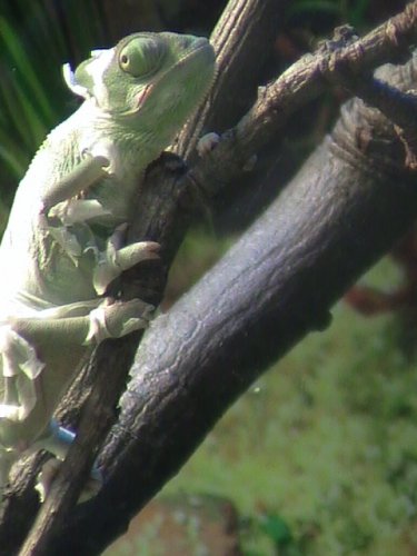 Gizzy 10 weeks shed 4.JPG