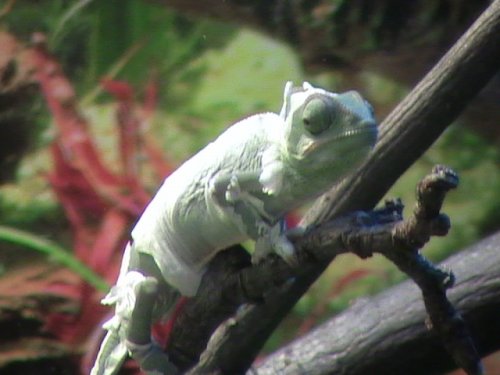 gizzy 10 weeks - shedding 1.JPG