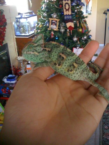 chameleon 004.jpg