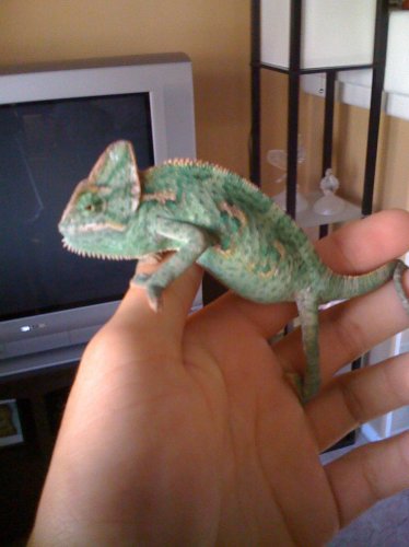 chameleon 005.jpg