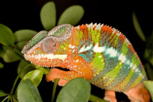 chameleons-6.jpg