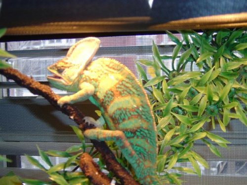 new cage 003 (Small).jpg