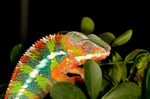 chameleons4.jpg