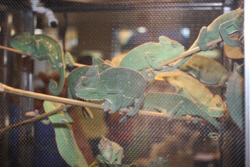ReptileSuperShow 030.jpg