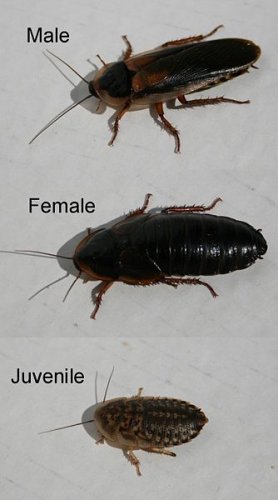 xBlaptica-Dubia-cockroaches-x3-male-female-juvenile-v2.jpg