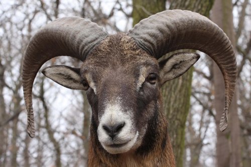 mouflon.jpg