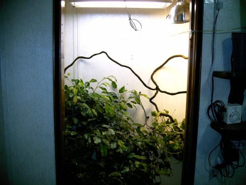 cham enclosure 1-8-09 2.JPG