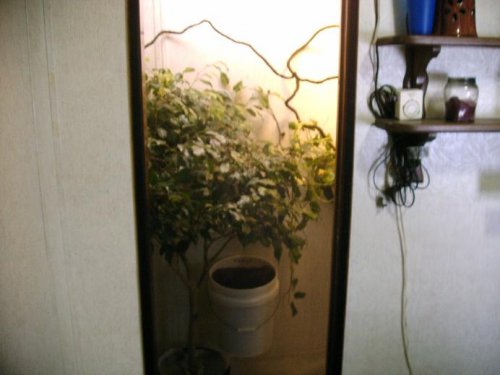 cham enclosure 1-8-09 4.JPG