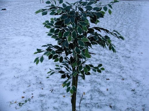 old ficus.JPG