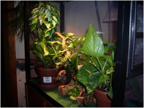 newcageaddition2.jpg