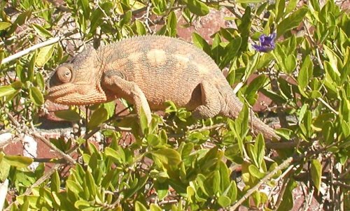 AmyAmbilobe02.jpg