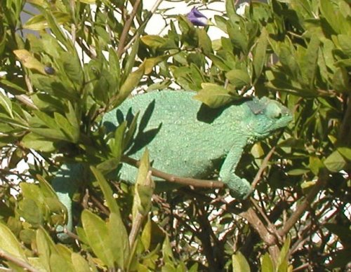 JacksonFemale05.jpg