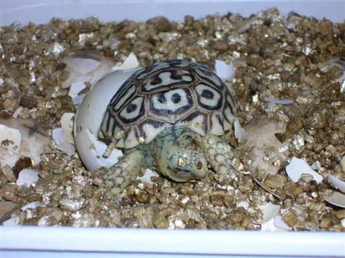 pets 016.jpg
