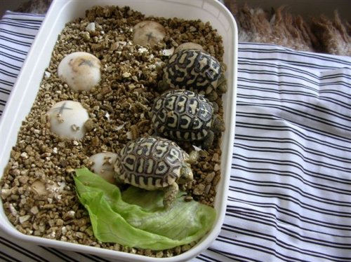 pets 023.jpg