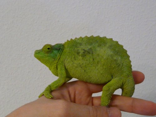 xantho femelle 001.jpg