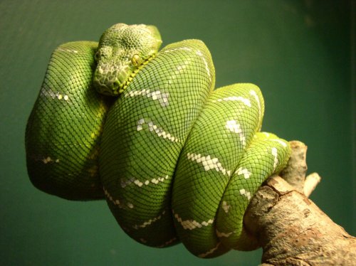 snake5.jpg